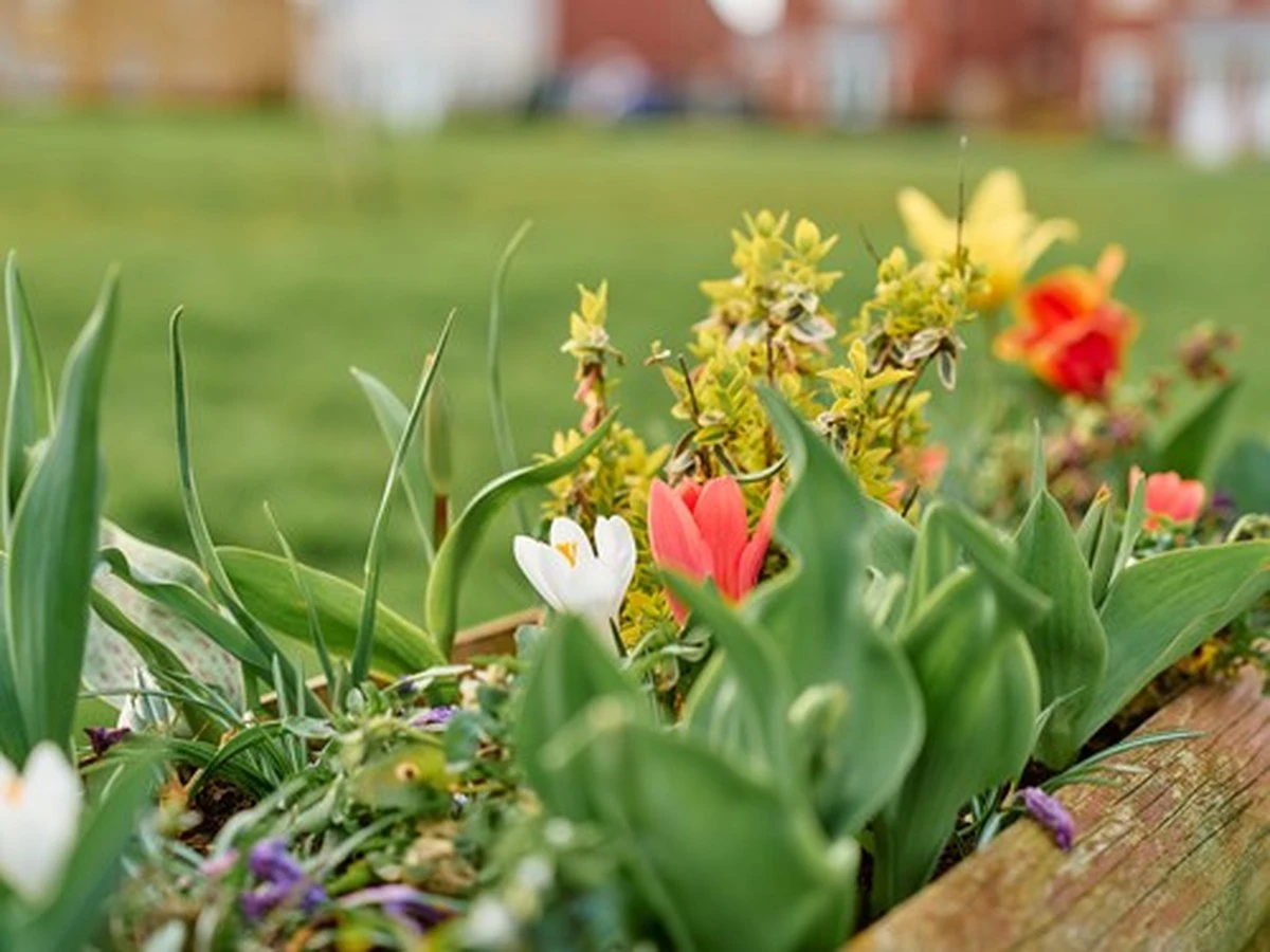 Jardín en abril: el truco del desorden para la conservación de la naturaleza - image 1