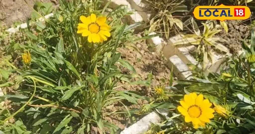 Jardinería bajo el sol: 3 trucos de Prabhat Kumar para salvar tus plantas