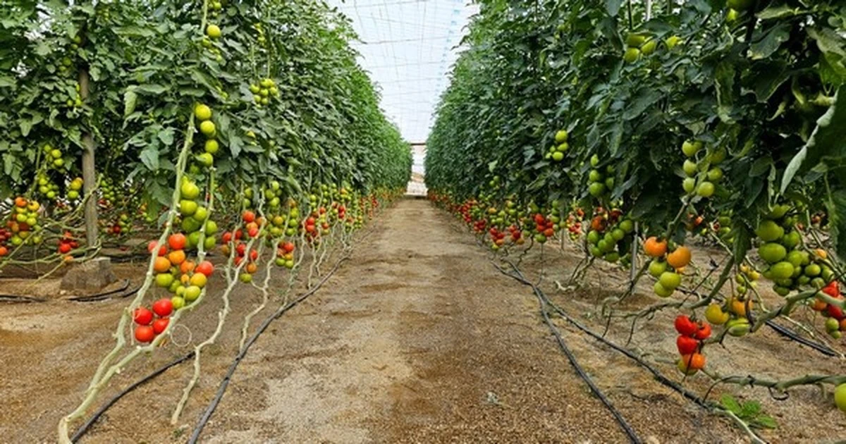 Jardinería de éxito: el método de Finlandia para tomates perfectos en España - image 1