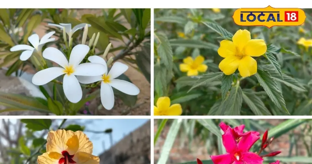 Jardinería doméstica: la planta que sobrevive meses sin agua y siempre tiene flor