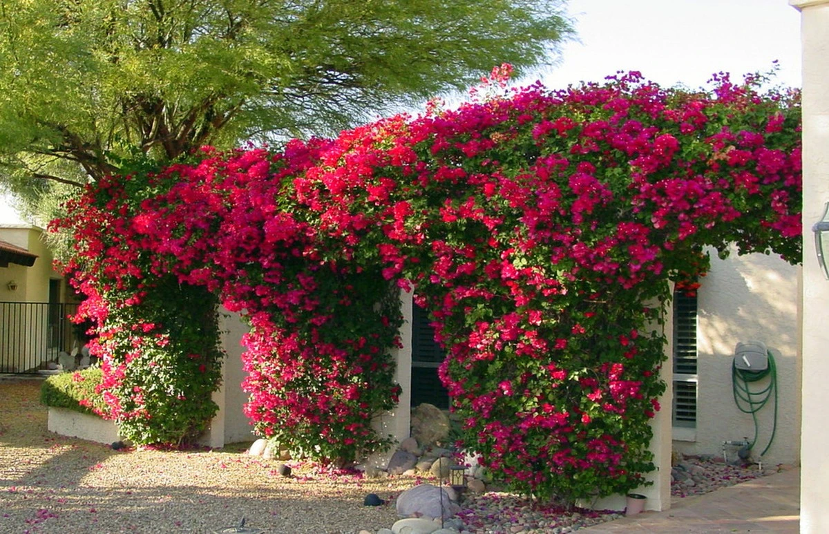 Jardinería doméstica: la planta que sobrevive meses sin agua y siempre tiene flor - image 1