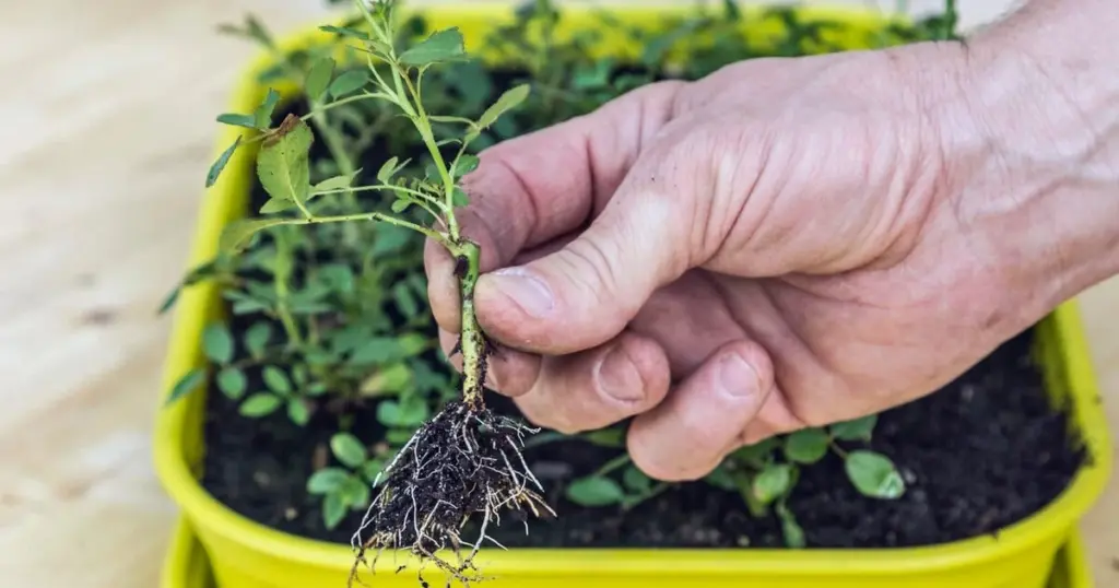 Jardinería económica: el truco para llenar tu jardín de Plantas por casi 0€