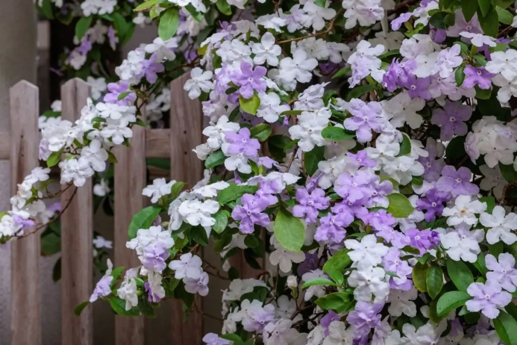 Jardinería: el truco de la sombra brillante para que tu Mimosa no muera