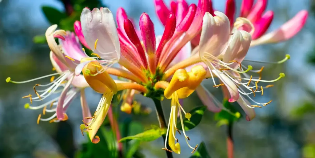 Jardinería en la sombra: 7 plantas trepadoras para enfriar tu muro 5 grados