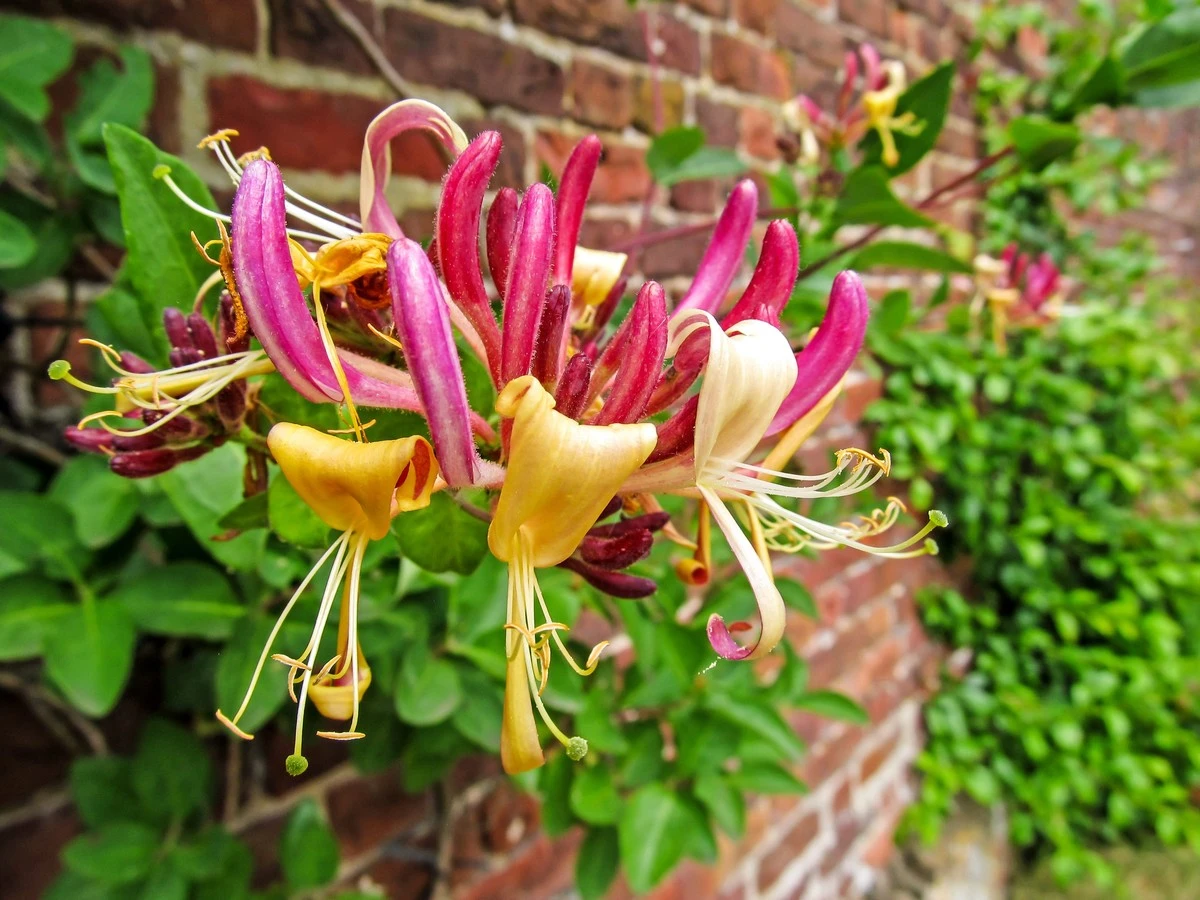 Jardinería en la sombra: 7 plantas trepadoras para enfriar tu muro 5 grados - image 1