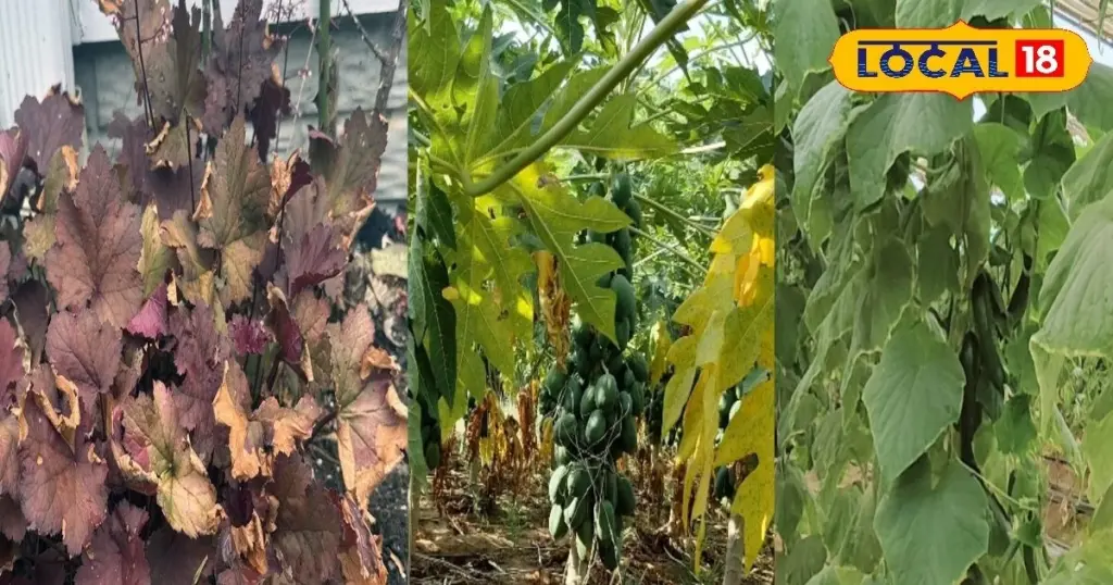 Jardinería sin gastos: no tires las hojas secas y ahorra 70% de agua