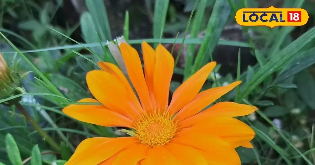 Jardinería sin riego: la Dahlia y el truco experto para resistir 40 grados