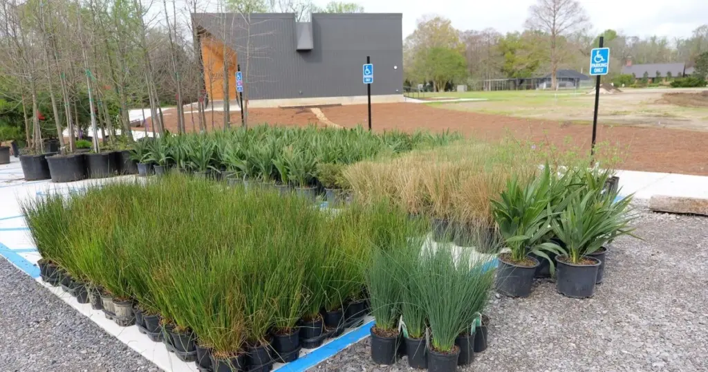 Jardín inundado: Jason Stagg y el LSU AgCenter Botanic Gardens at Burden revelan el secreto