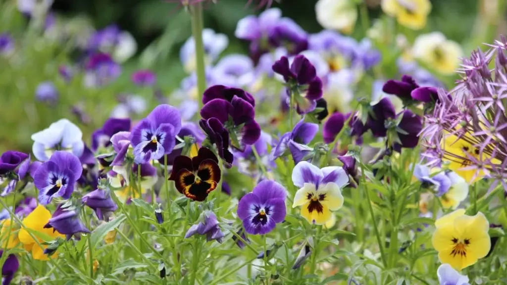 Jardín seco: usa Petunia integrifolia y Anemona coronaria para este cambio