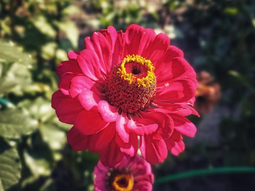 Jardín sin esfuerzo: por qué planto Zinnia y Echinacea para no regar más