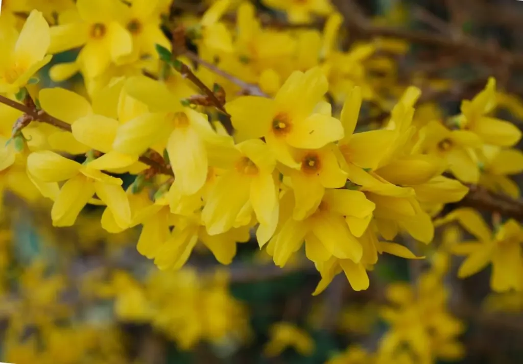 Jardín sin flores: el truco de la Forsythia Oleaceae para un estallido amarillo