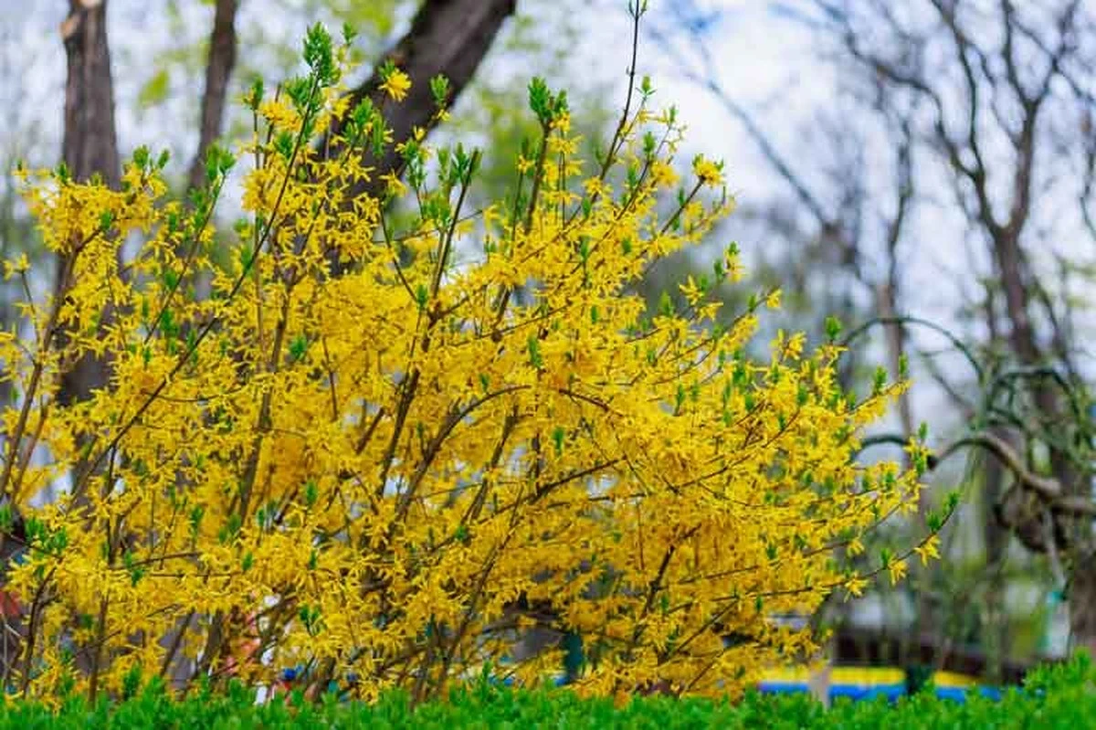 Jardín sin flores: el truco de la Forsythia Oleaceae para un estallido amarillo - image 1