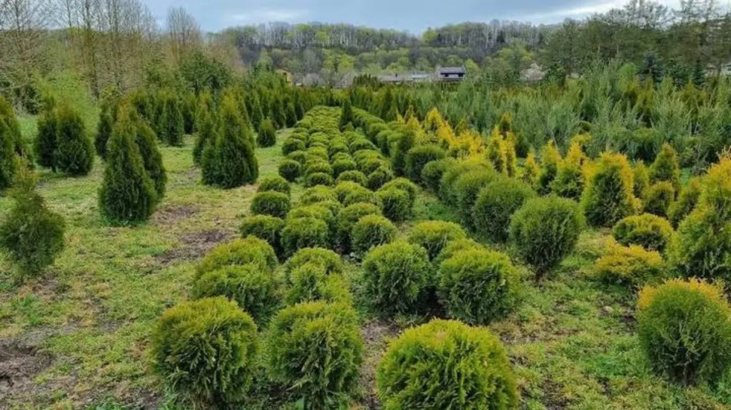 Jardín sin riego: el secreto de VMU y Pinus mugo para resistir el calor