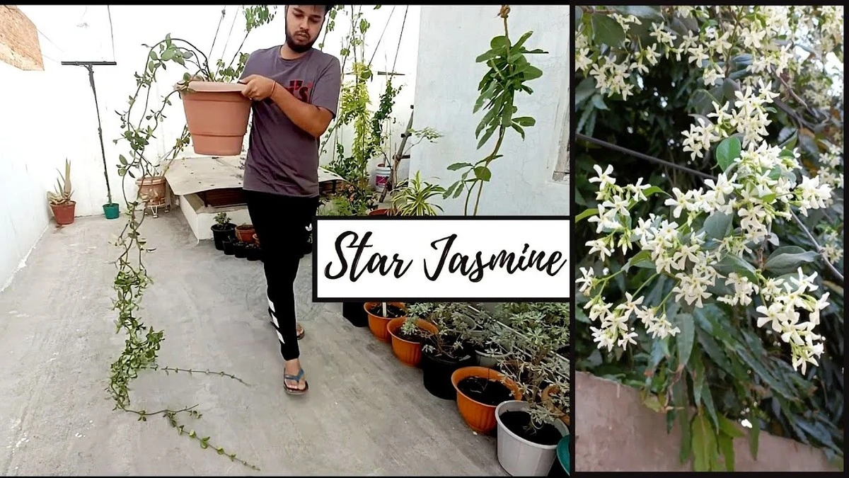 Jazmín sin flores: el truco de 3 ingredientes para una explosión este Verano - image 1