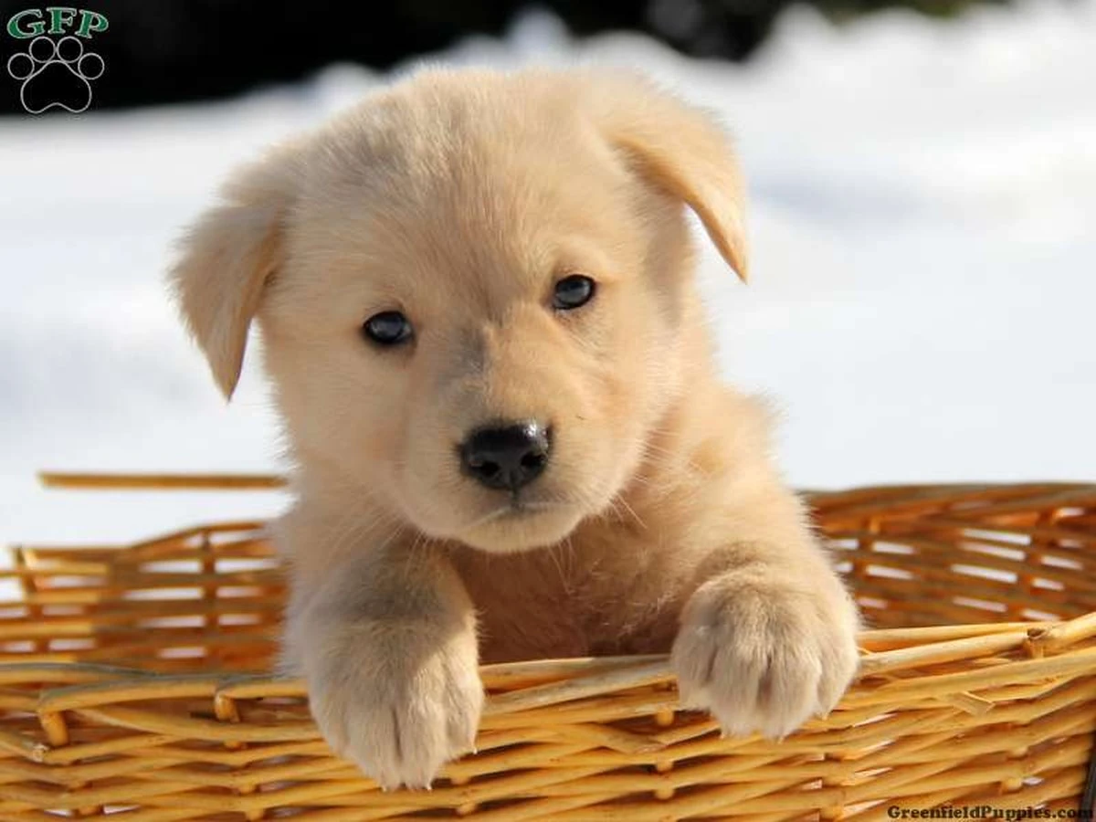 Laadorable mezcla de Golden Retriever y Pastor Alemán que enciende debates en internet - image 1