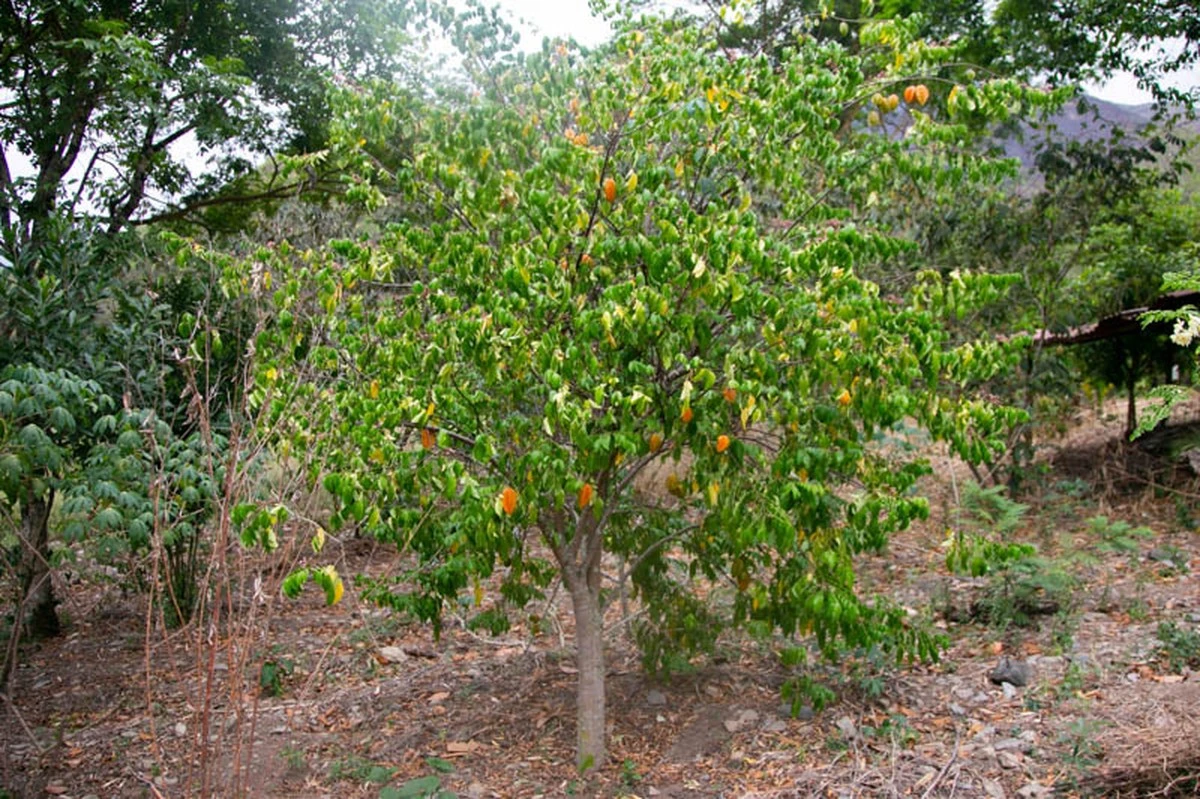 La carambola: la fruta estrella que transforma tu jardín en un huerto productivo - image 1