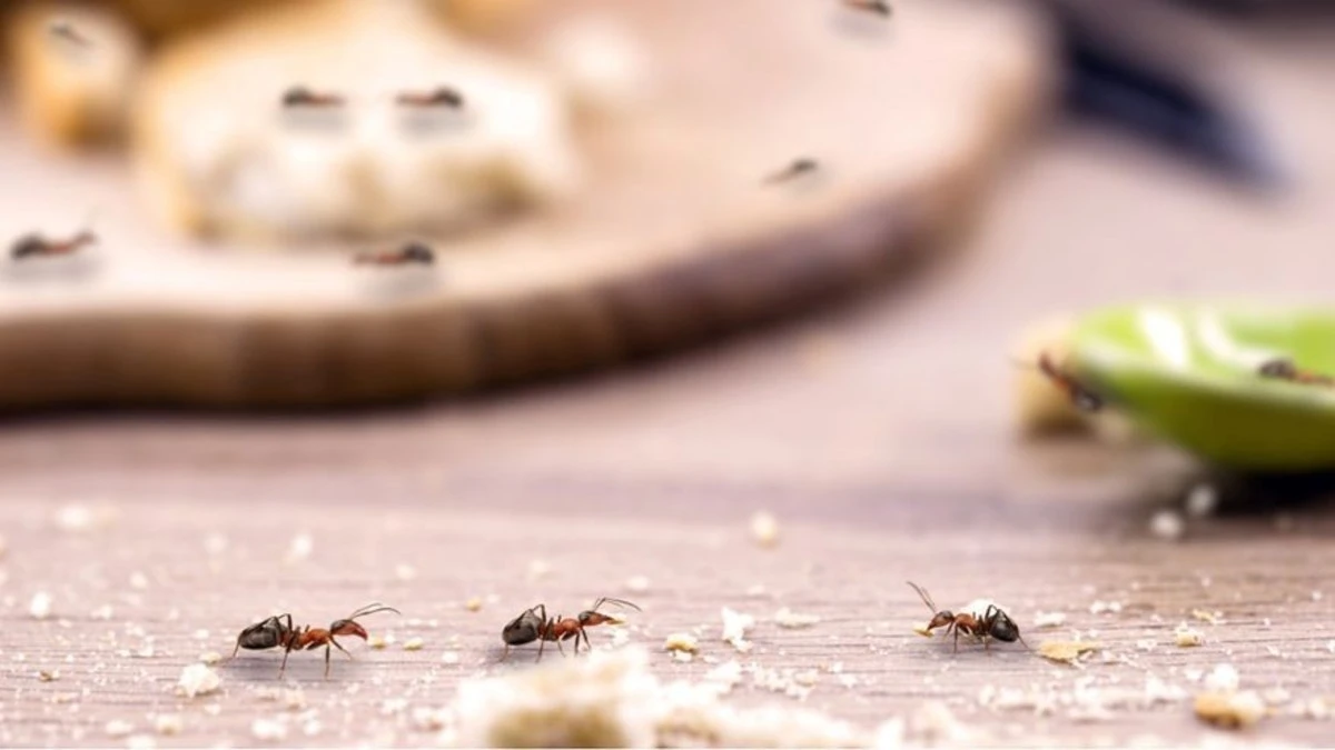 La ciencia secreta detrás de las hormigas en tu cocina: cómo eliminarlas sin químicos fuertes - image 1