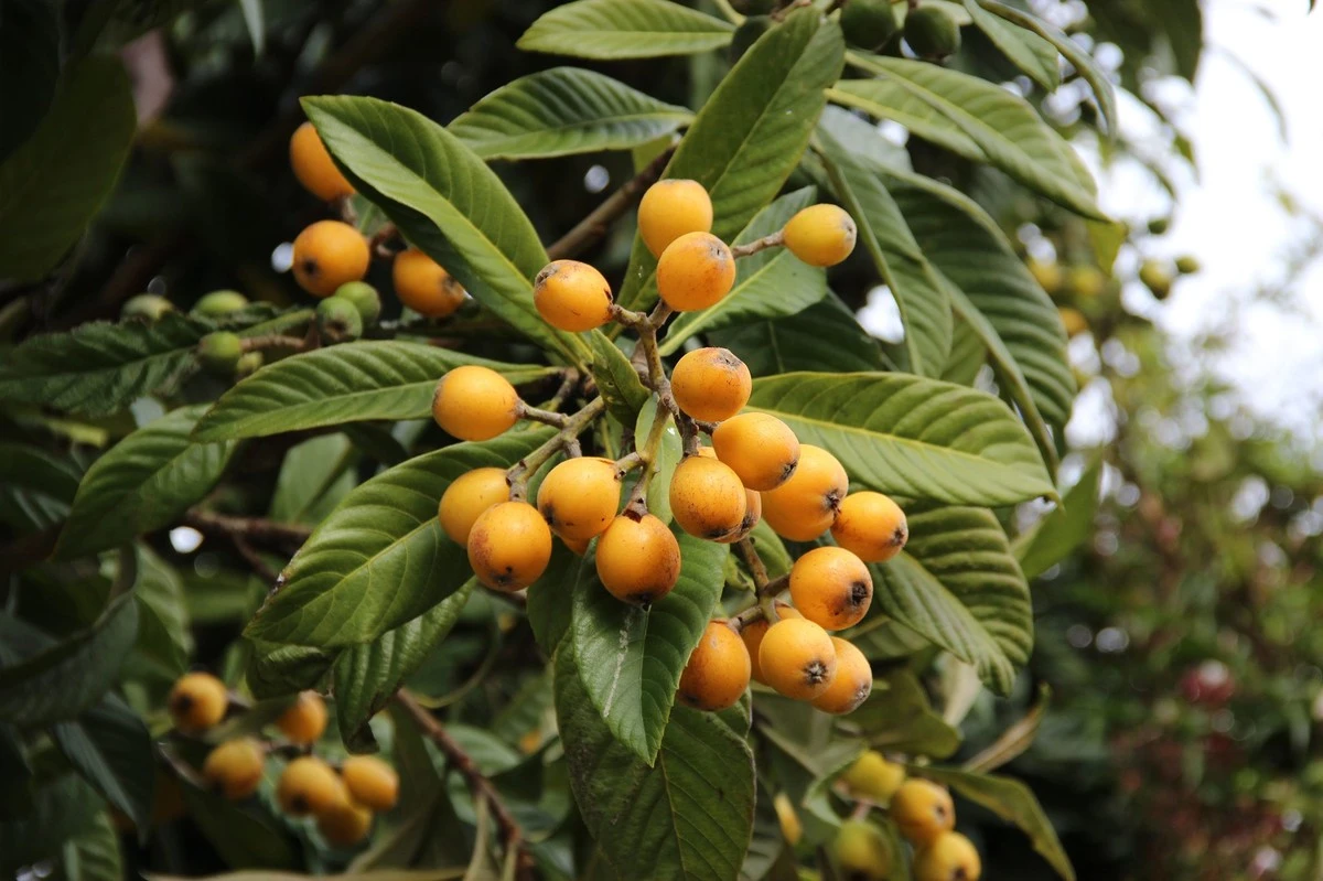La fruta que evoca la infancia de tus padres resurge para tu balcón - image 1