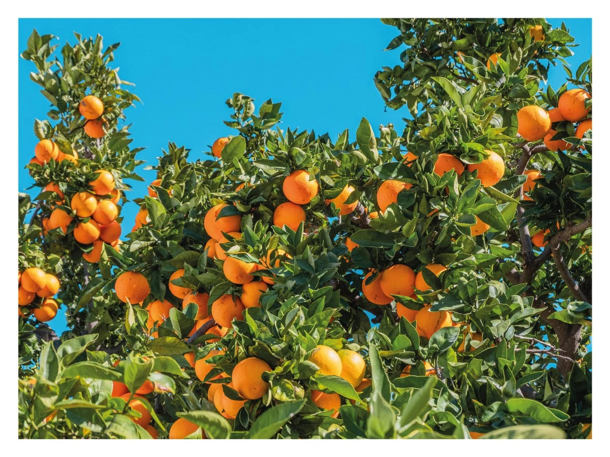 La fruta que tu jardín necesita: cuida tu casa y te da cosechas increíbles - image 1