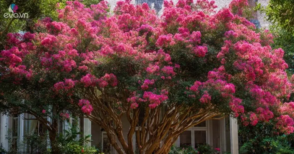 Lagerstroemia indica (Júpiter/Espumilla): el secreto de la Estrella de 紫微 (Zi Wei)