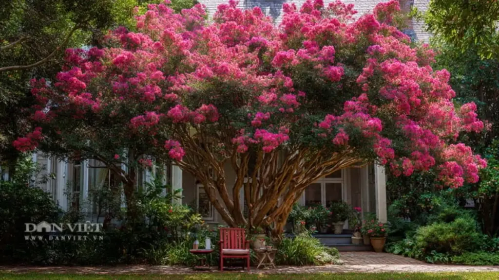 Lagerstroemia indica: la Estrella de la Dinastía (Zivi) para un jardín próspero