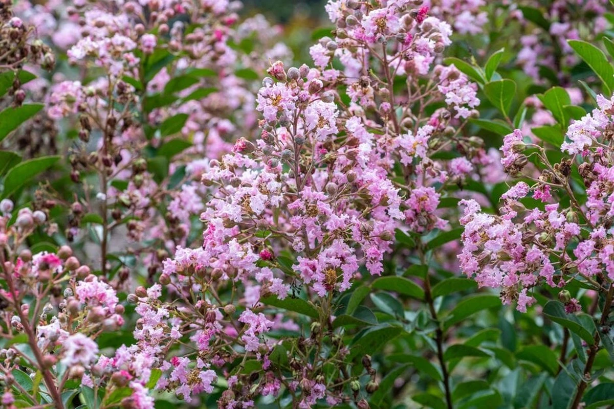 Lagerstroemia indica: la Estrella de la Dinastía (Zivi) para un jardín próspero - image 1