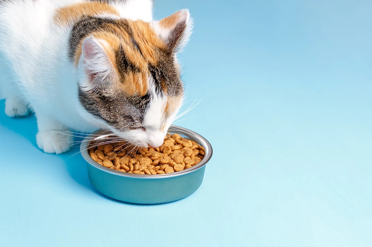 La increíble razón por la que tu gato deja comida en el plato (y cómo evitarlo) - image 1