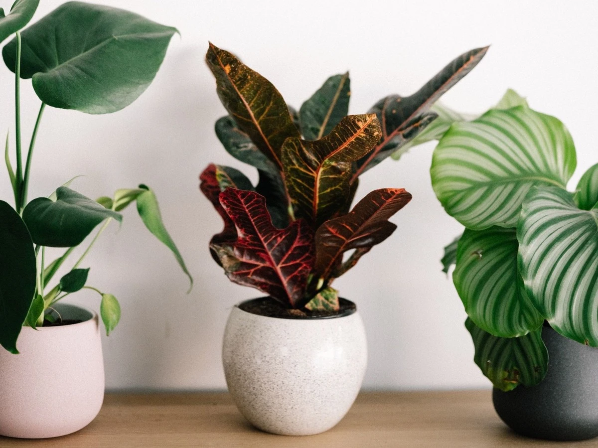 La planta de interior que lo tiene todo: luz mínima, aire puro y casi sin riego - image 1