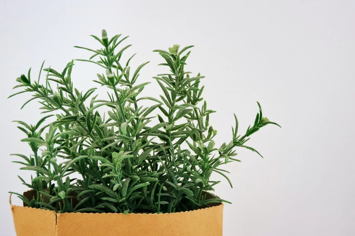 La planta en maceta que repele mosquitos sin necesidad de repelente - image 1