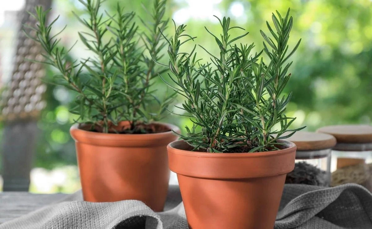 La planta milagrosa que repele mosquitos sin químicos: tu balcón te lo agradecerá - image 1