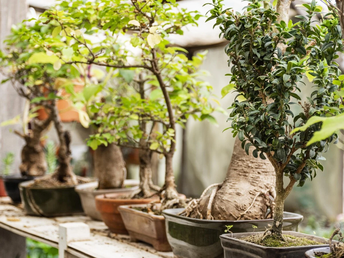 La planta que perfuma tu hogar: Árbol en maceta con fragancia natural - image 1
