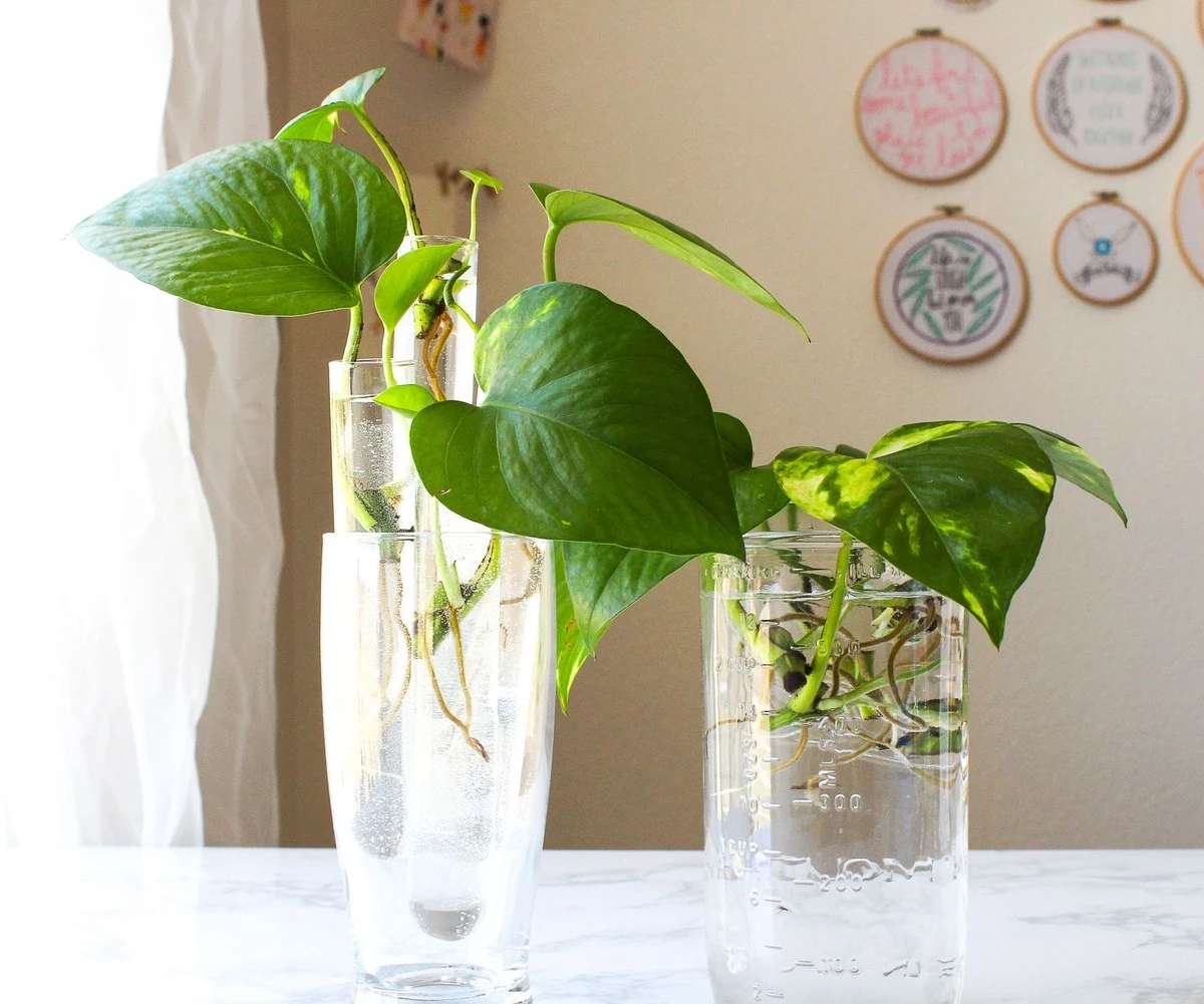 La Pothos en Agua: El Secreto para Que Dure Indefinidamente Sin Pudrirse - image 1