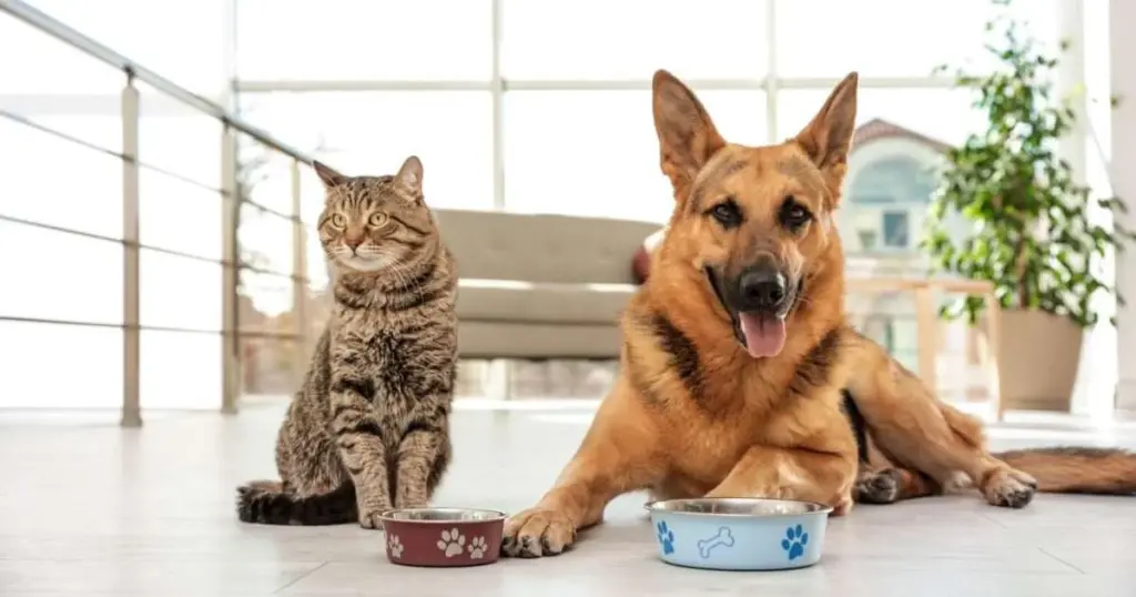 La proteína secreta que transforma la salud de tu mascota: lo que no te dicen los veterinarios