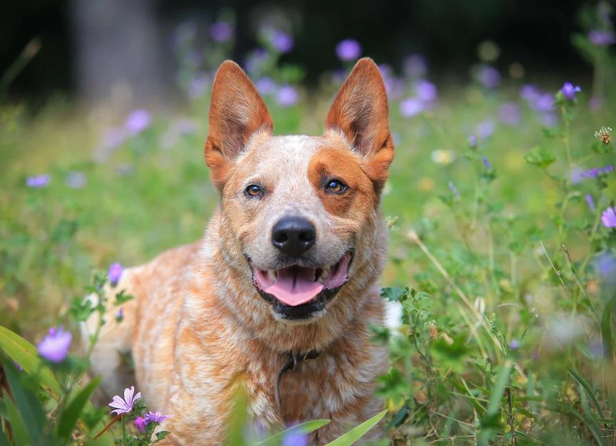 Las 5 razas de perros más resistentes y perfectas para tu hogar - image 1