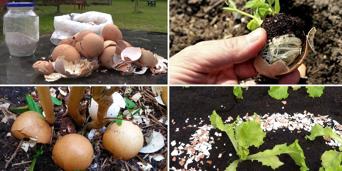Las cáscaras de huevo: el tesoro oculto para un jardín floreciente - image 1
