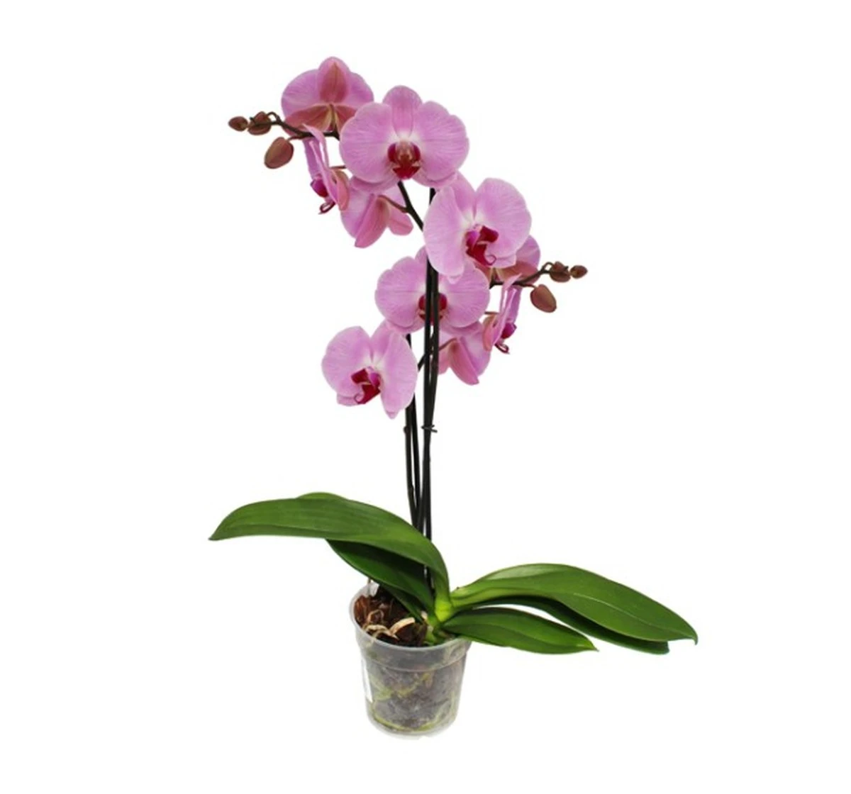 La técnica de la cuchara fría: el secreto para que tus orquídeas vuelvan a florecer - image 1