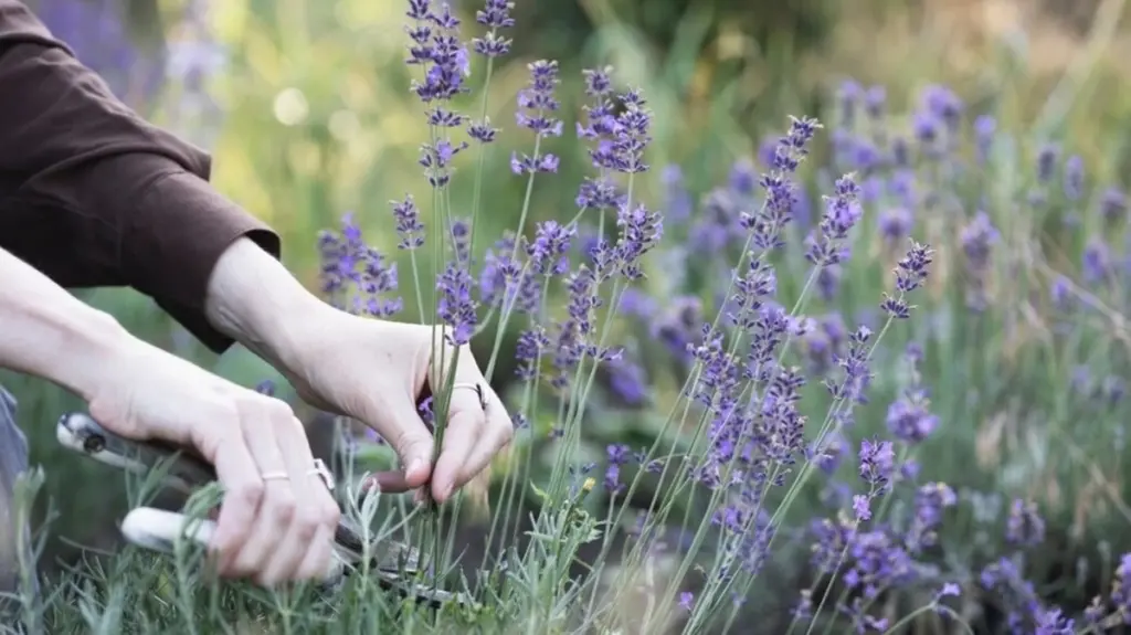 Lavanda explosiva en Primavera: el truco de los dos dedos para que no se seque