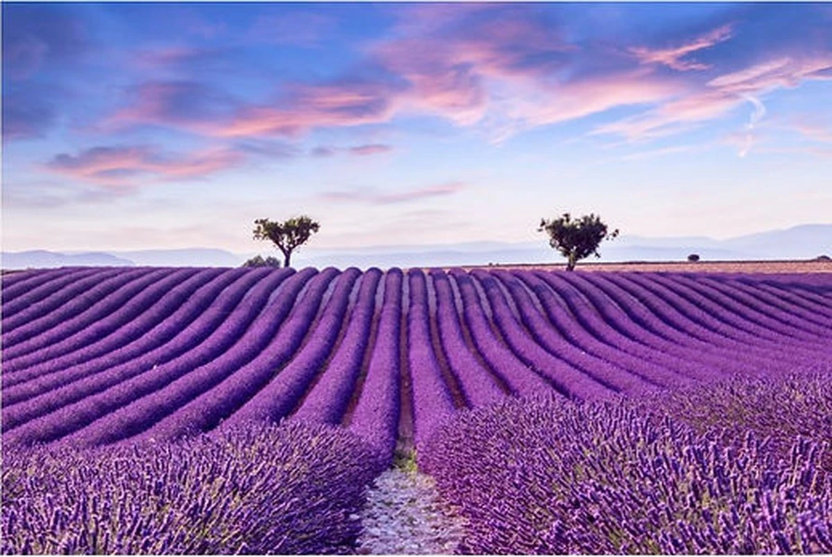 Lavanda explosiva en Primavera: el truco de los dos dedos para que no se seque - image 1