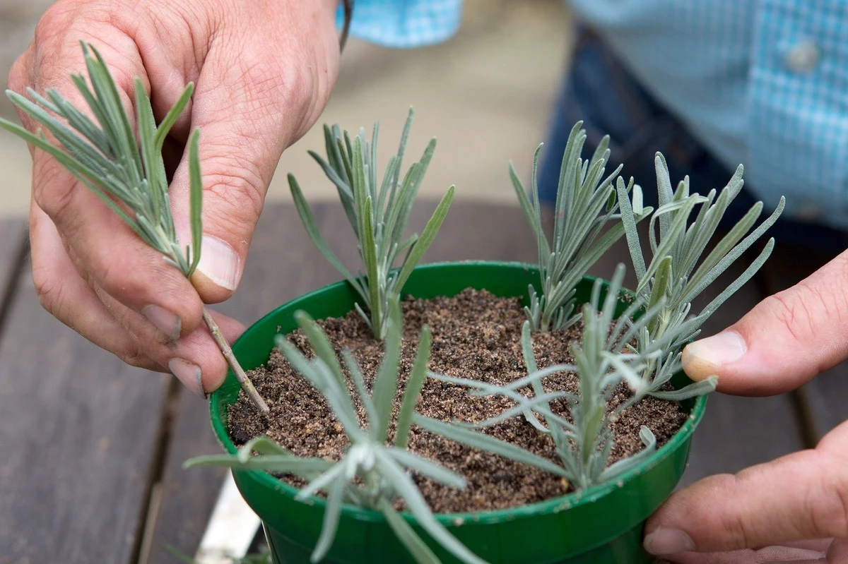 Lavanda infinita: el secreto de propagación por esquejes para un jardín 10/10 - image 1