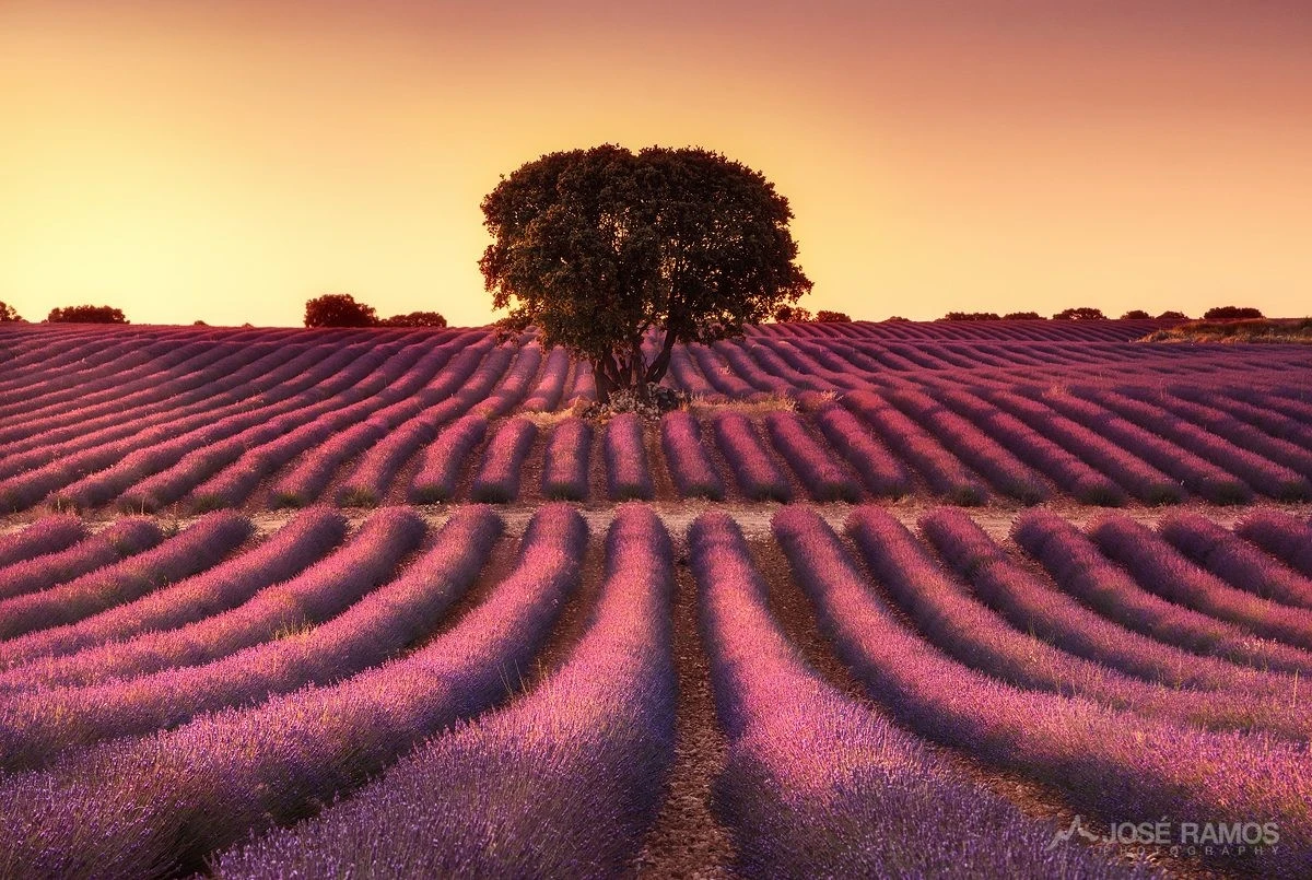 Lavanda marchita: usa estos 3 biodesechos para una explosión de flores - image 1