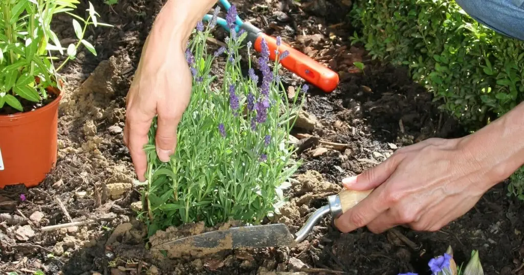 Lavanda seca: el error que cometes al regar y cómo salvarla este verano