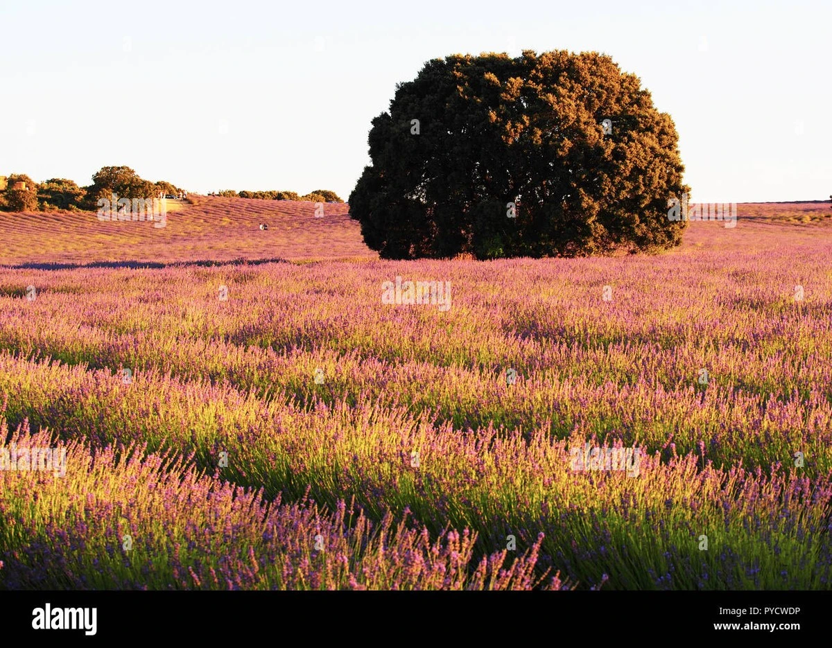 Lavanda seca: el error que cometes al regar y cómo salvarla este verano - image 1