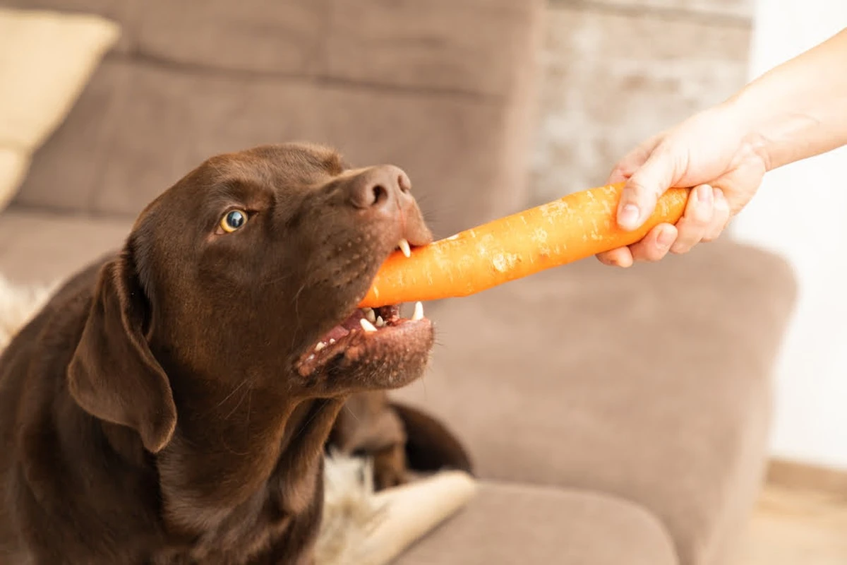 La zanahoria cruda para tu perro: qué aporta y por qué los veterinarios la recomiendan - image 1