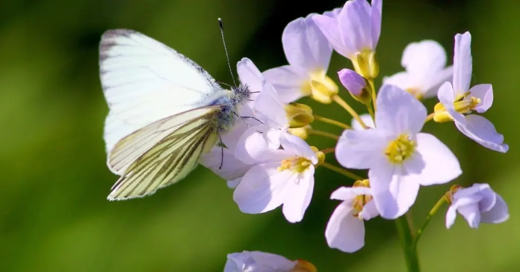 Lección de Michael Stoltze: por qué tu jardín no atrae a la mariposa