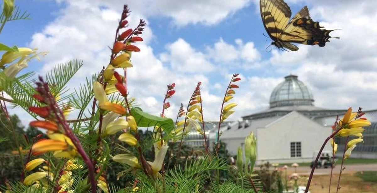 Lección de Michael Stoltze: por qué tu jardín no atrae a la mariposa - image 1