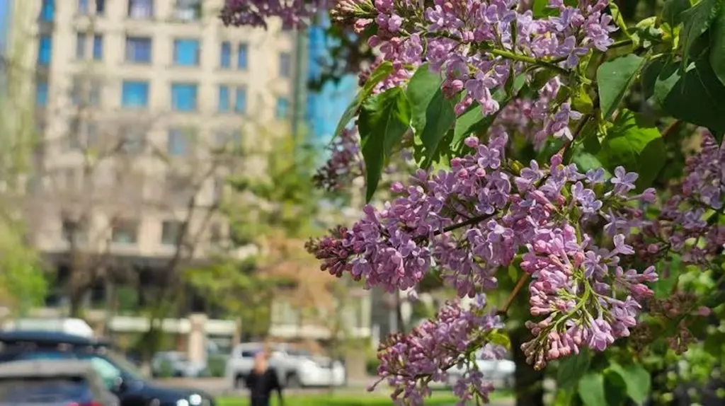 Lila (Syringa): por qué este gesto en Kazajistán te costaría 3.000€ en España