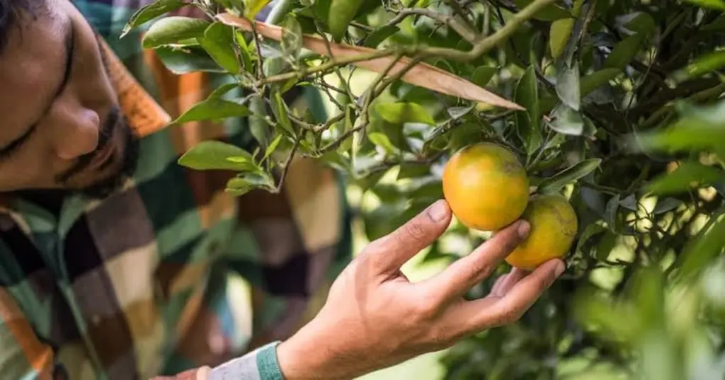 Limonero (Citrus × limon): el secreto de Argentina para que explote de frutos