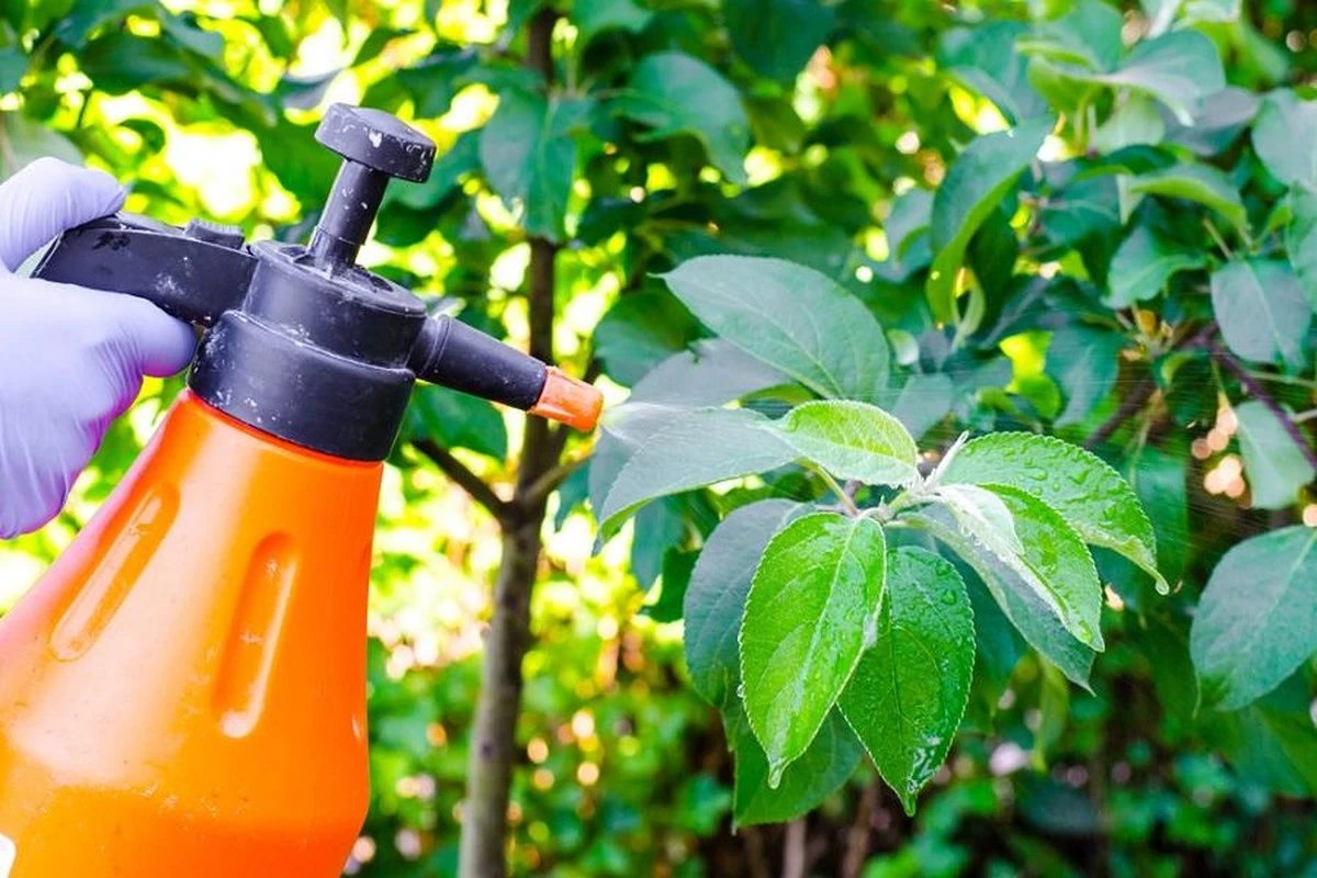 Limonero con plagas: el truco de la Ruda para una cosecha explosiva - image 1