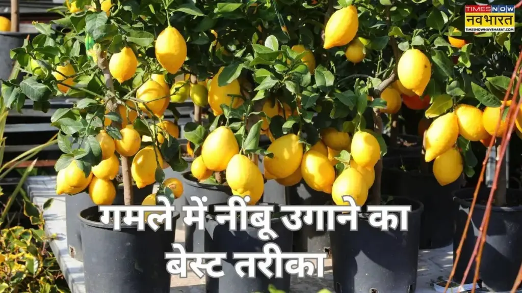 Limonero de la India: el truco de expertos para una cosecha récord en casa