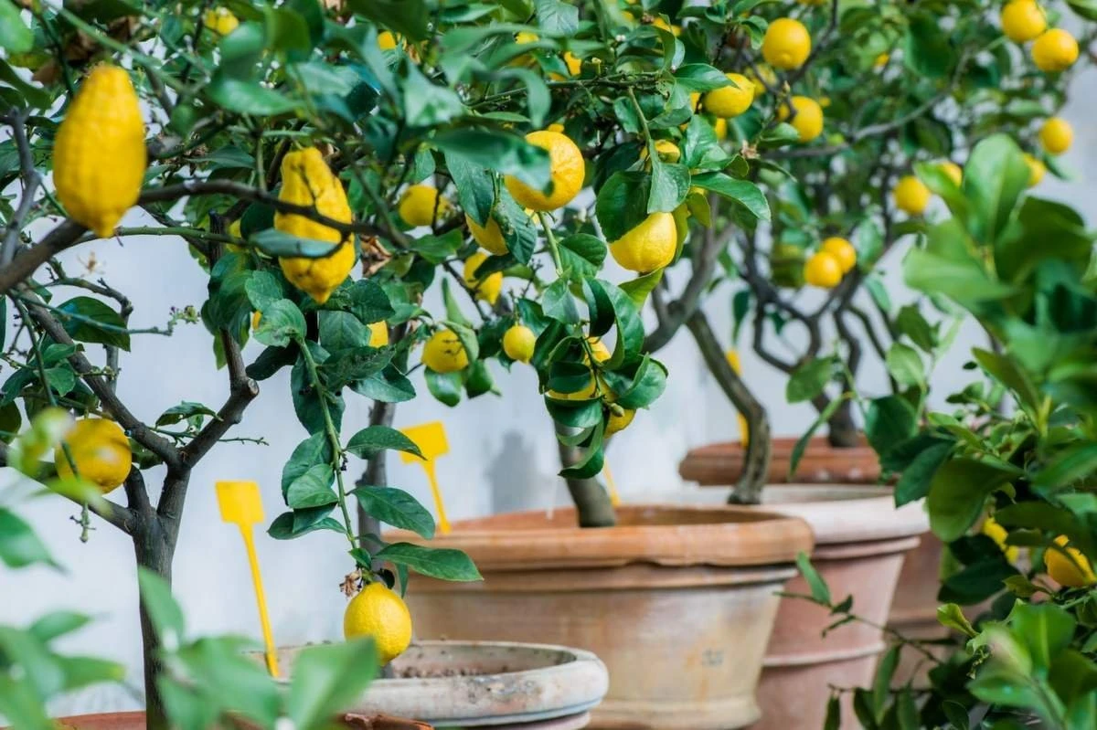 Limonero de la India: el truco de expertos para una cosecha récord en casa - image 1